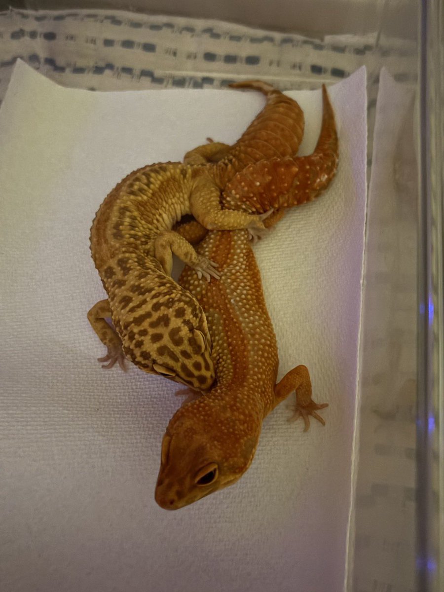 lien（リアン） 4月11日BS‼️ tweet media