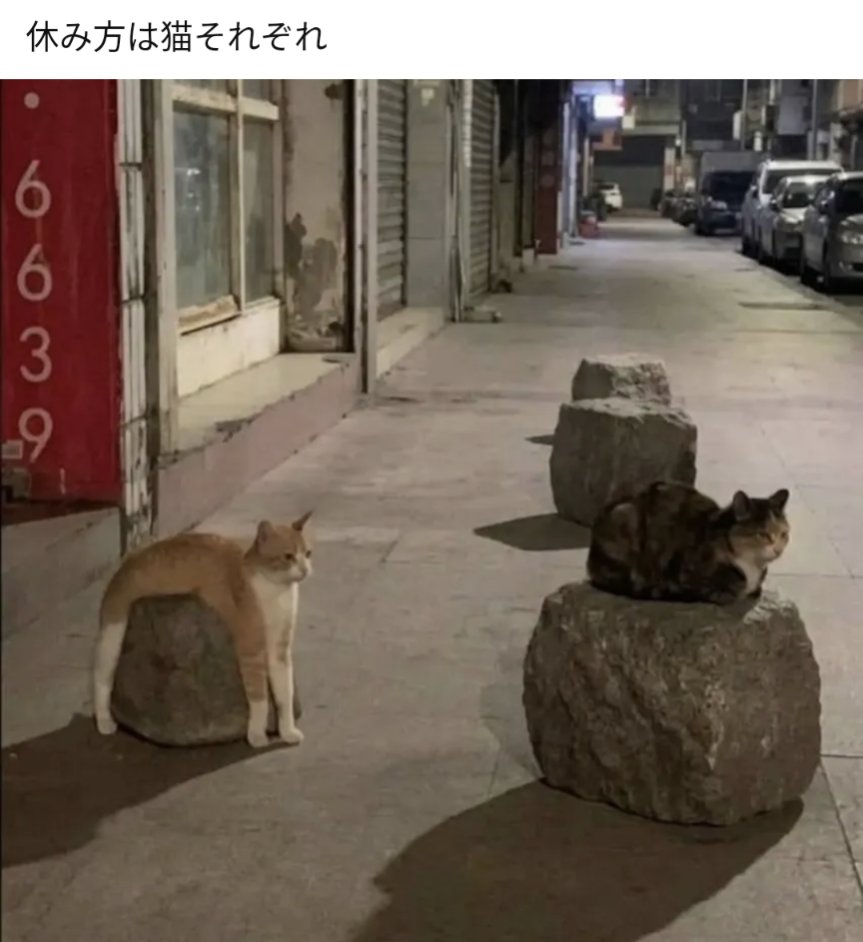 茶々丸🐱 【絶賛ポイ活中‼️】 tweet media