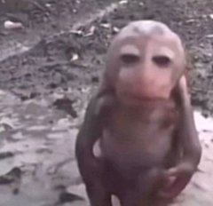 TOMATE 🍅🕸️ tweet media