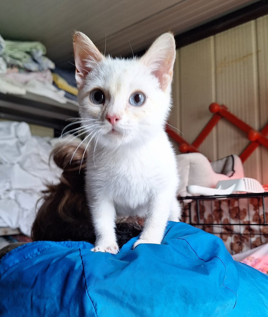 Tiziana Allasia tweet media