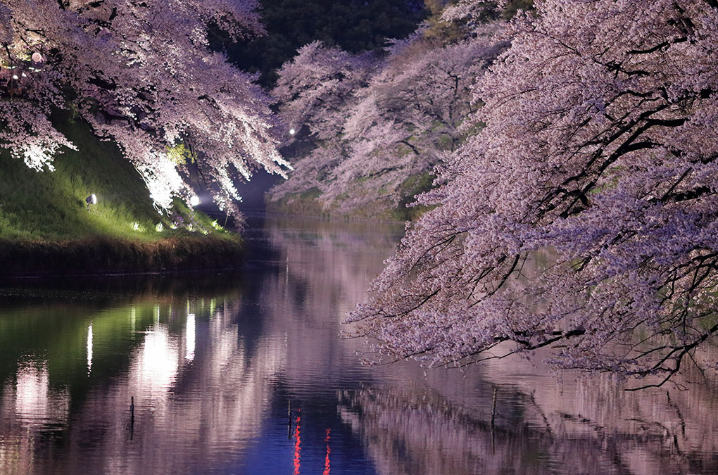 cocorume_event's tweet photo. 【東京・千鳥ヶ淵緑道】
3月26日(木)～4月6日(月)まで
『皇居千鳥ヶ淵 夜桜ライトアップ』
が開催されます✨
全長約700m、名所「皇居千鳥ヶ淵」のさくら並木のライトアップです✨ https://t.co/3Frwqyga45