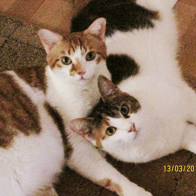 Vickie🐕🐈🐈‍⬛🐇💅🏊‍♀️🤬 tweet media