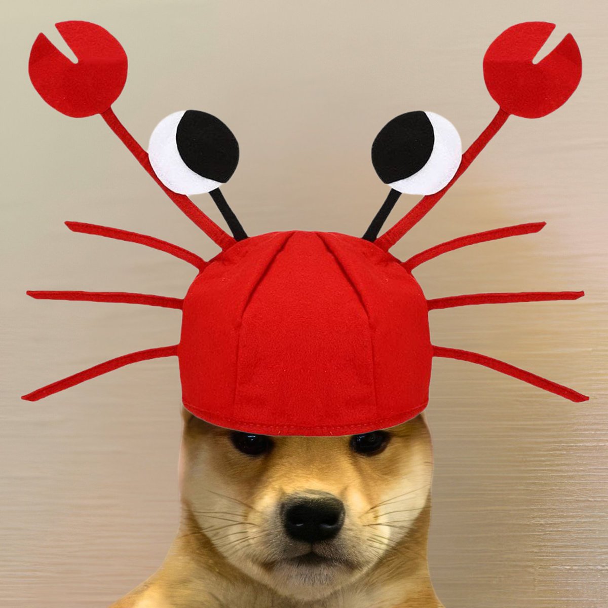 dogwifcoin tweet media