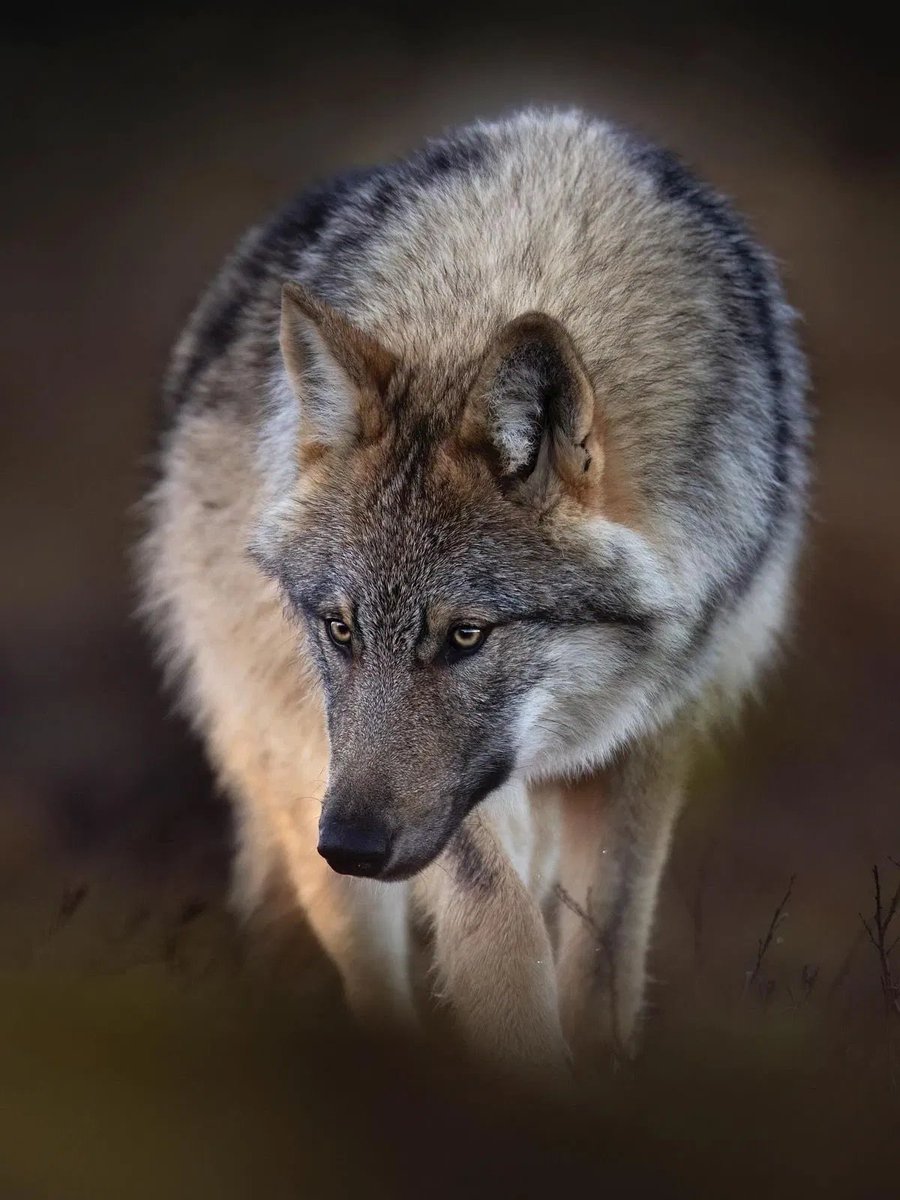 Imperator Caesar Augustus 4th tweet media