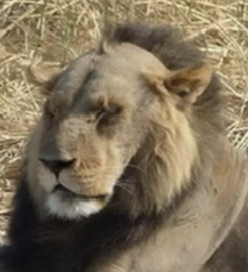 AniRap #AniTour tweet media