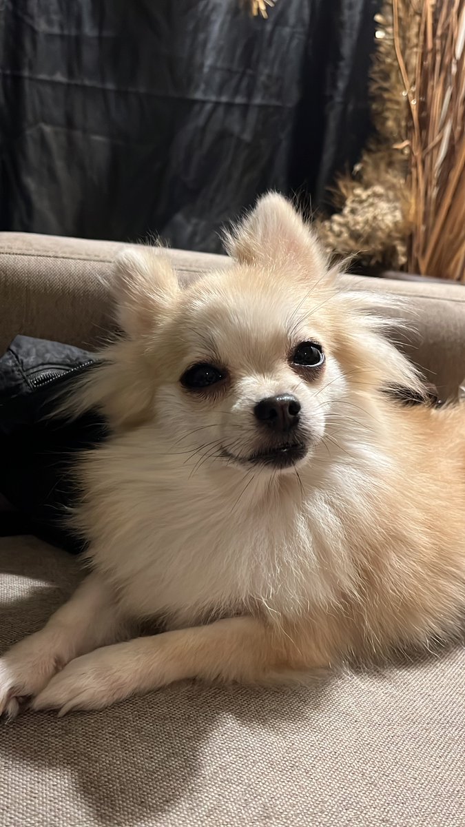 van | your Soul Assistant🧚🏼‍♀️ tweet media