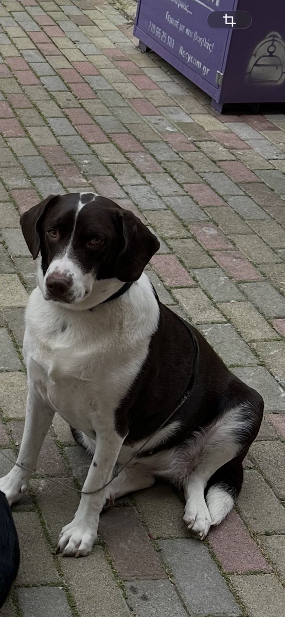 Ο Πρίγκιπας Πάνας 🇬🇷🇫🇮🇷🇸 tweet media