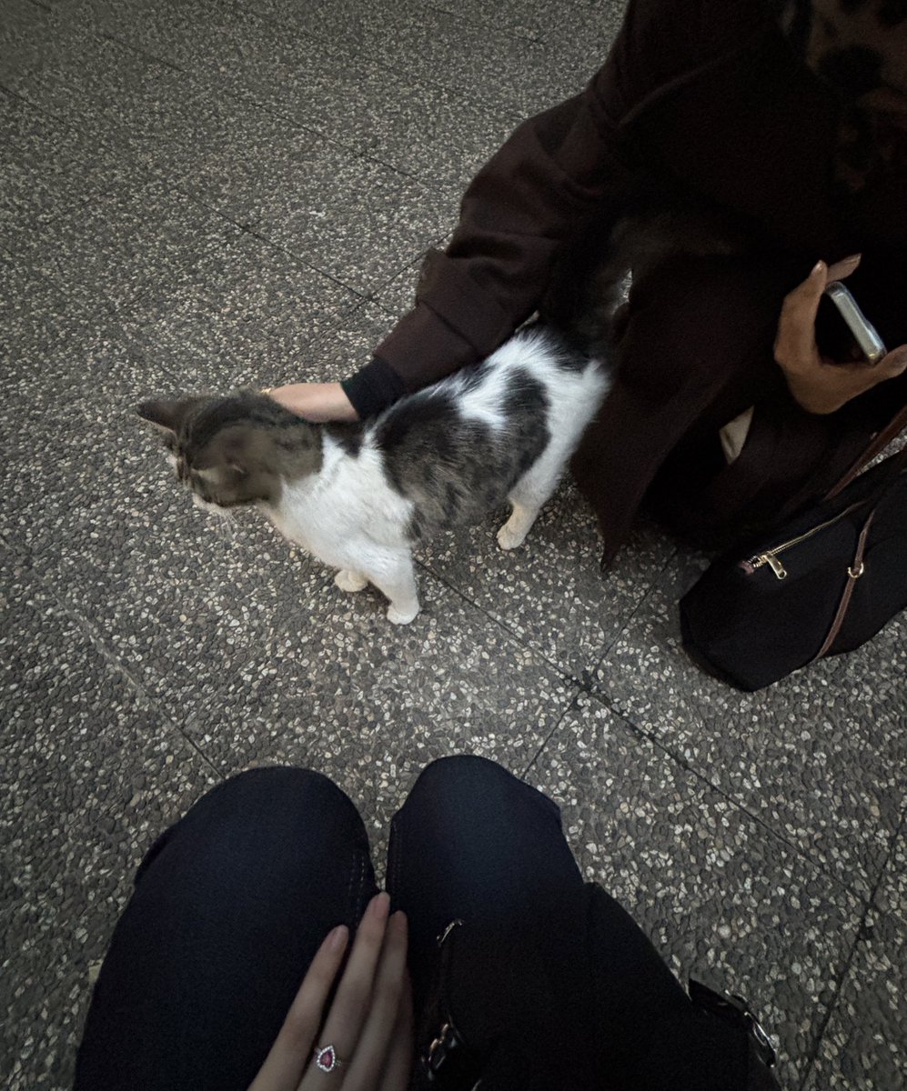 esmosla kedi seviyoz gelen gelsin