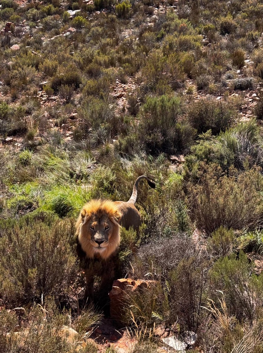 vittorio tweet media