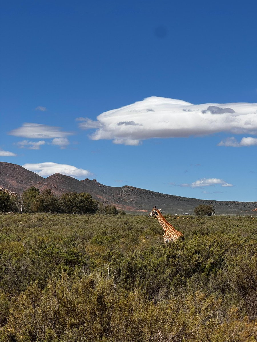 vittorio tweet media