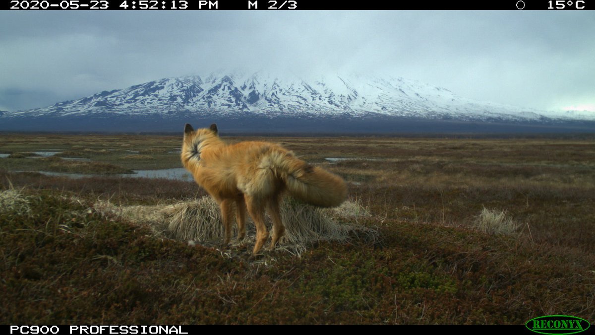 trailcam tweet media