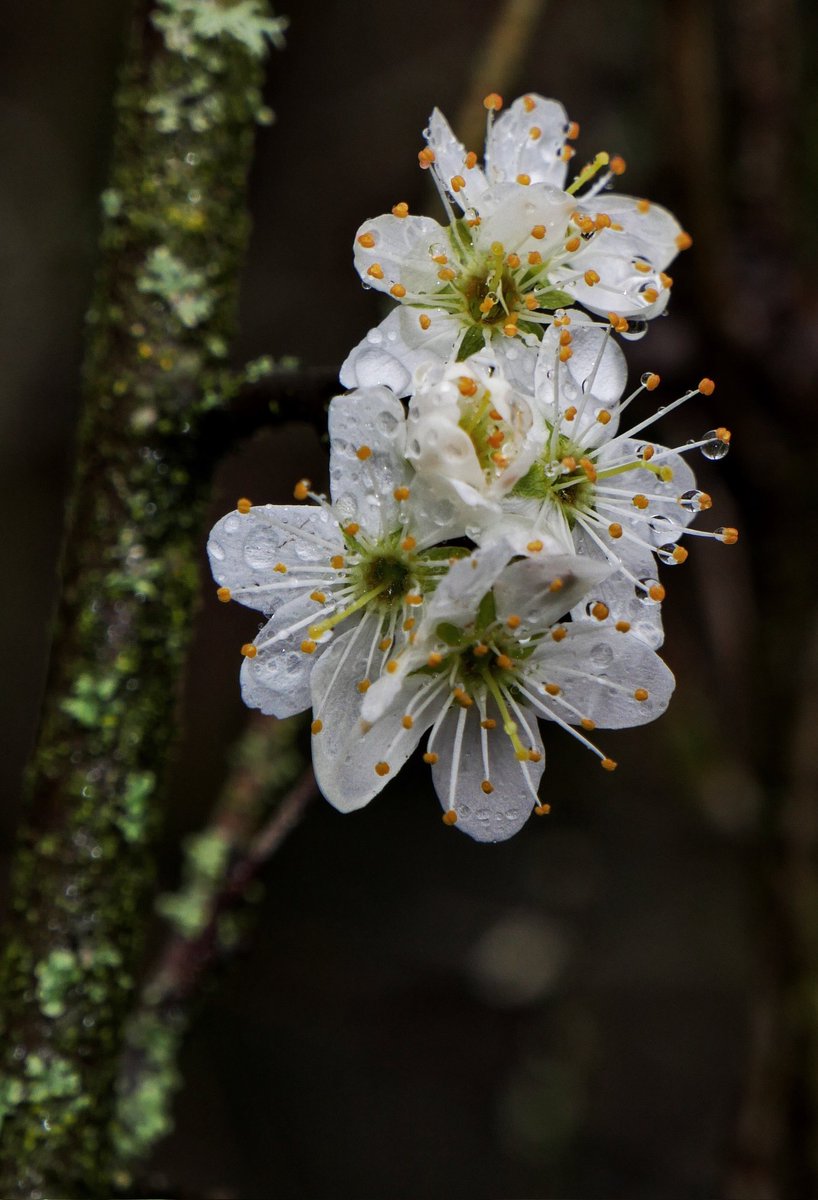 Mick ☯️☮🕉📚📷🌈🕊️☕🌍 tweet media