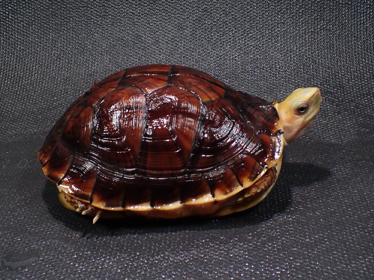 春のカメ祭り
速報 第8弾！
当イベントの定番種、
マッコードハコガメ　(トリオ)
ヤング個体を
展示販売します。

今回は、昨年のベビー5個体、
ヤングペア、
当ヤングトリオ、
特売B品個体5匹と
総勢15匹の販売となります。

ご紹介のトリオは
甲長も♂♀♀ともに約12cmとなります。
3個体