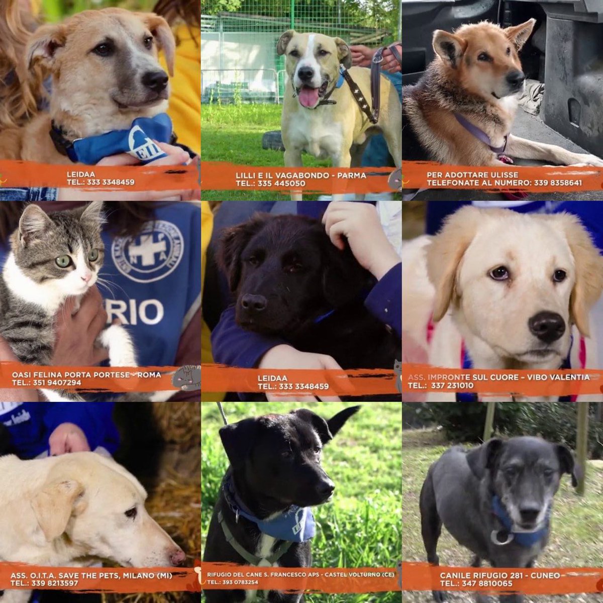 Dalla Parte degli Animali tweet media