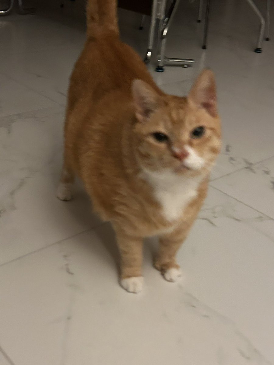 납작이에요🍙 tweet media