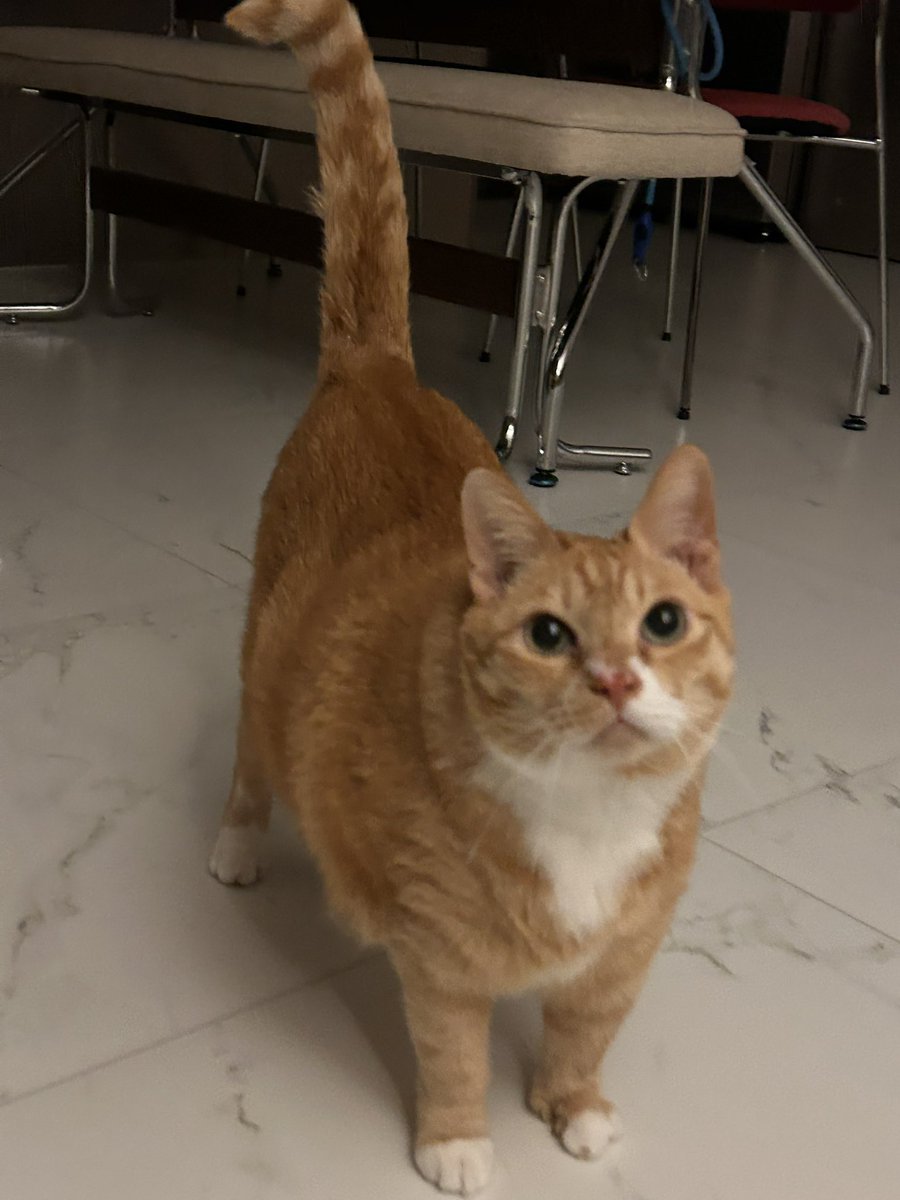 납작이에요🍙 tweet media