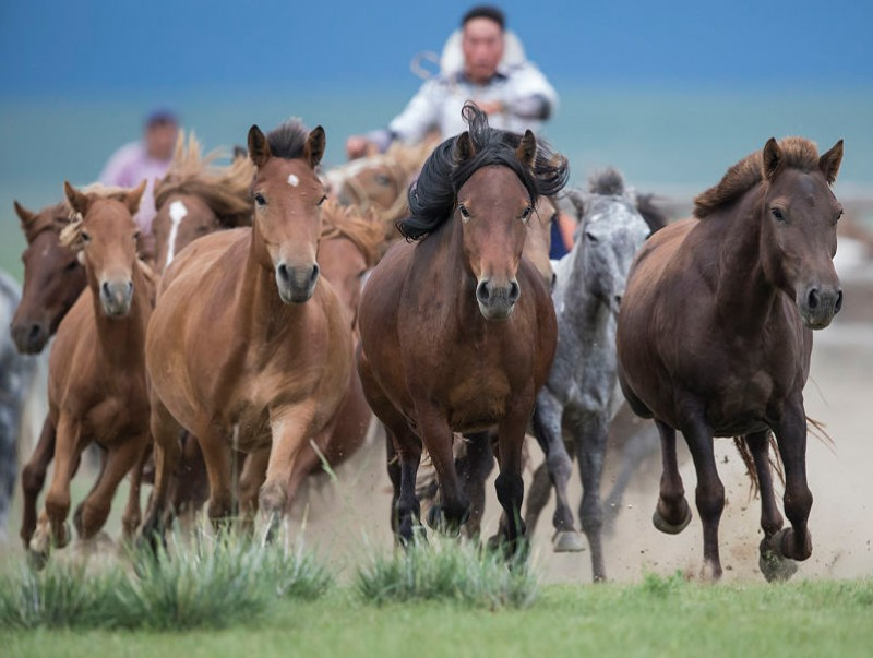 TsDulguun's tweet image. This is personal... And spiritual.
I learned to ride a horse before I understood fear. 
On the open steppe, speed was not danger—it was freedom. The wind carried my breath, the horse carried my body, &amp;amp; together we moved as one living being across the land...
#comingsoon #nextbook