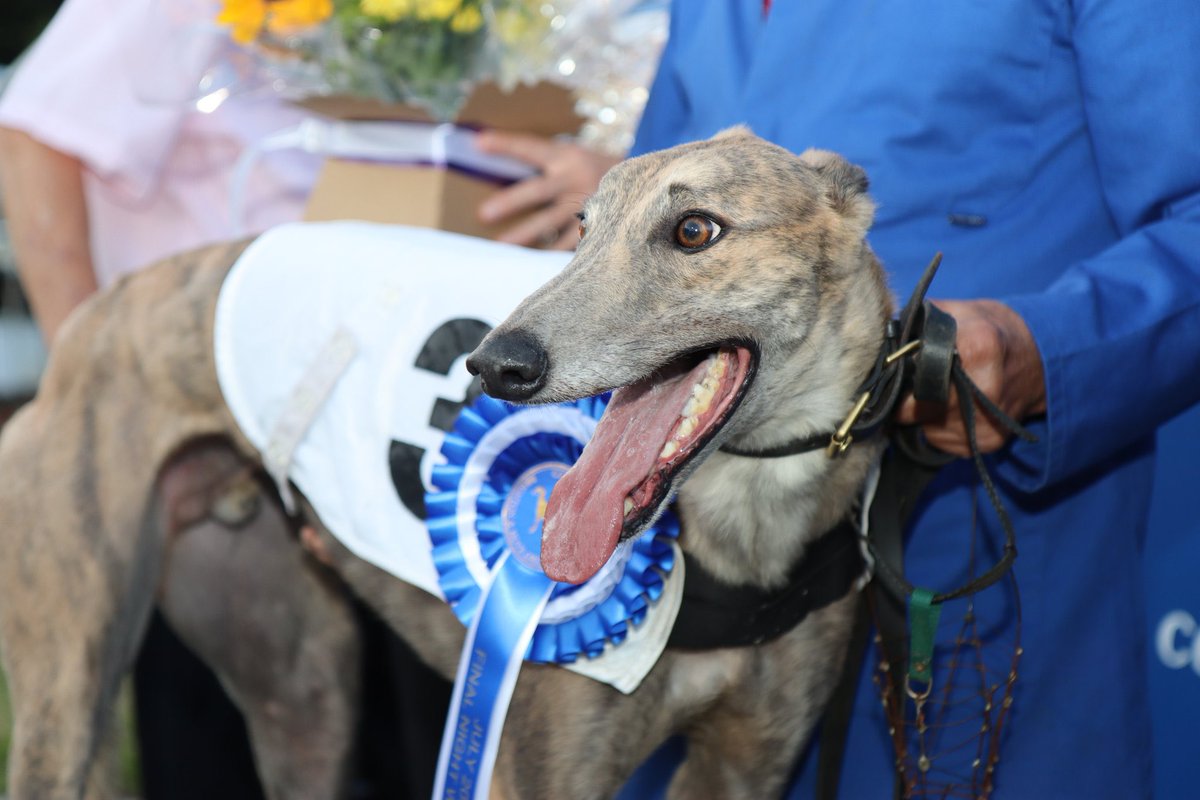 Livi_Noble's tweet image. Dave Lee + Bluejig Baron = #DreamTeam
🇬🇧36 Open Wins from 78 
📍7 UK tracks 
@centralparkdogs 
@HoveGreyhounds 
@Monmoredogs 
@TowcesterGHs 
@HarlowDogs 
@Oxford_Stadium 
@SwindonRacing 
Top 3 🥇🥈🥉in 71 of his 88 races overall, at 9 different tracks.
Happy Retirement Baron 👑