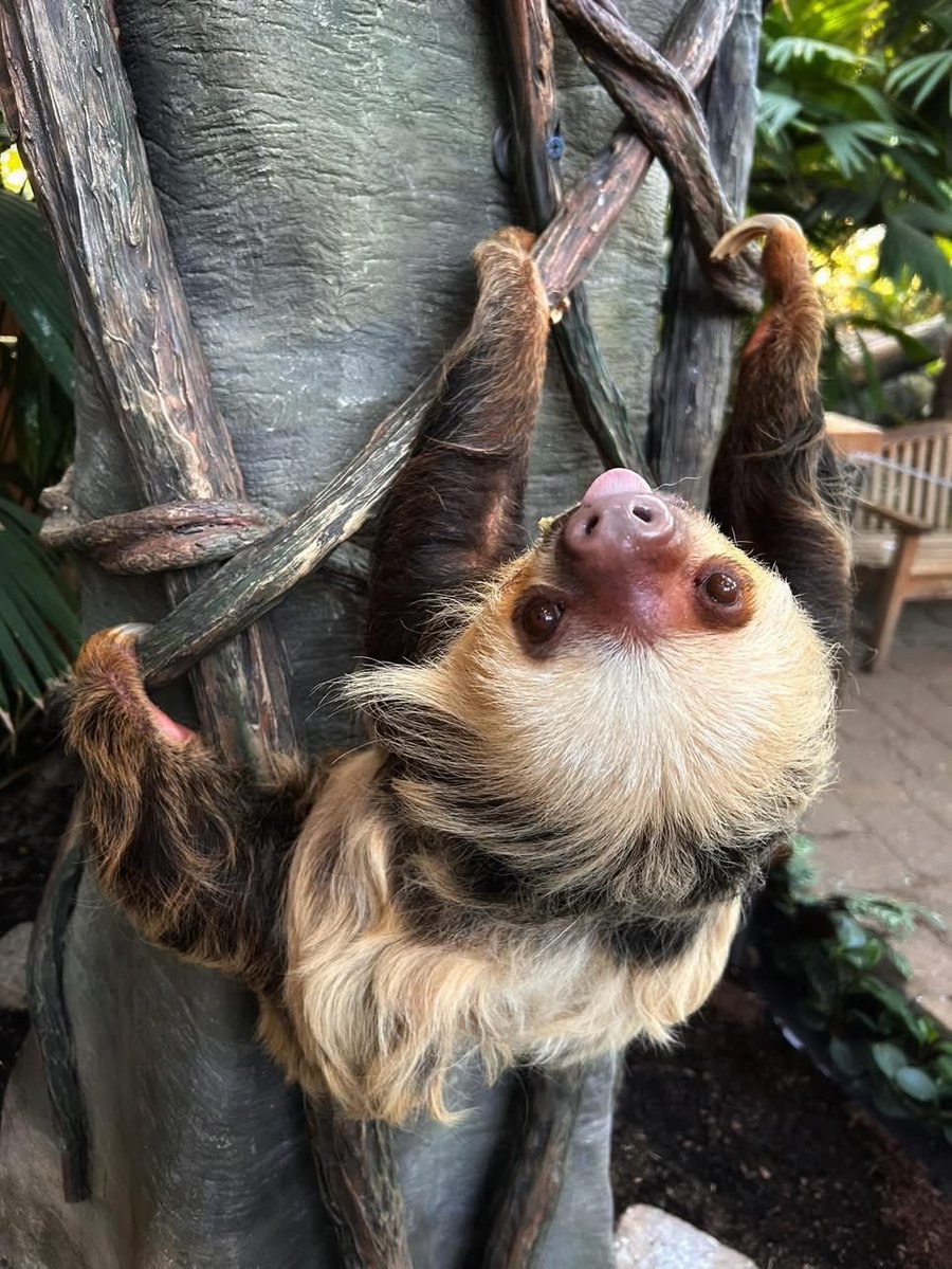 Como Zoo tweet media