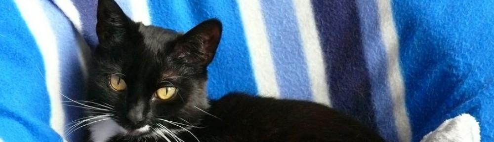RachelHGrant1's tweet photo. "Easter licked the land with its sweet promise. Black and white cat Ella slept on six year old Brian’s bed...A mission beat in Ella’s heart like music." Read The Tuxedo Thief: https://t.co/stwkhOB08W https://t.co/xUjjd5Aa4h