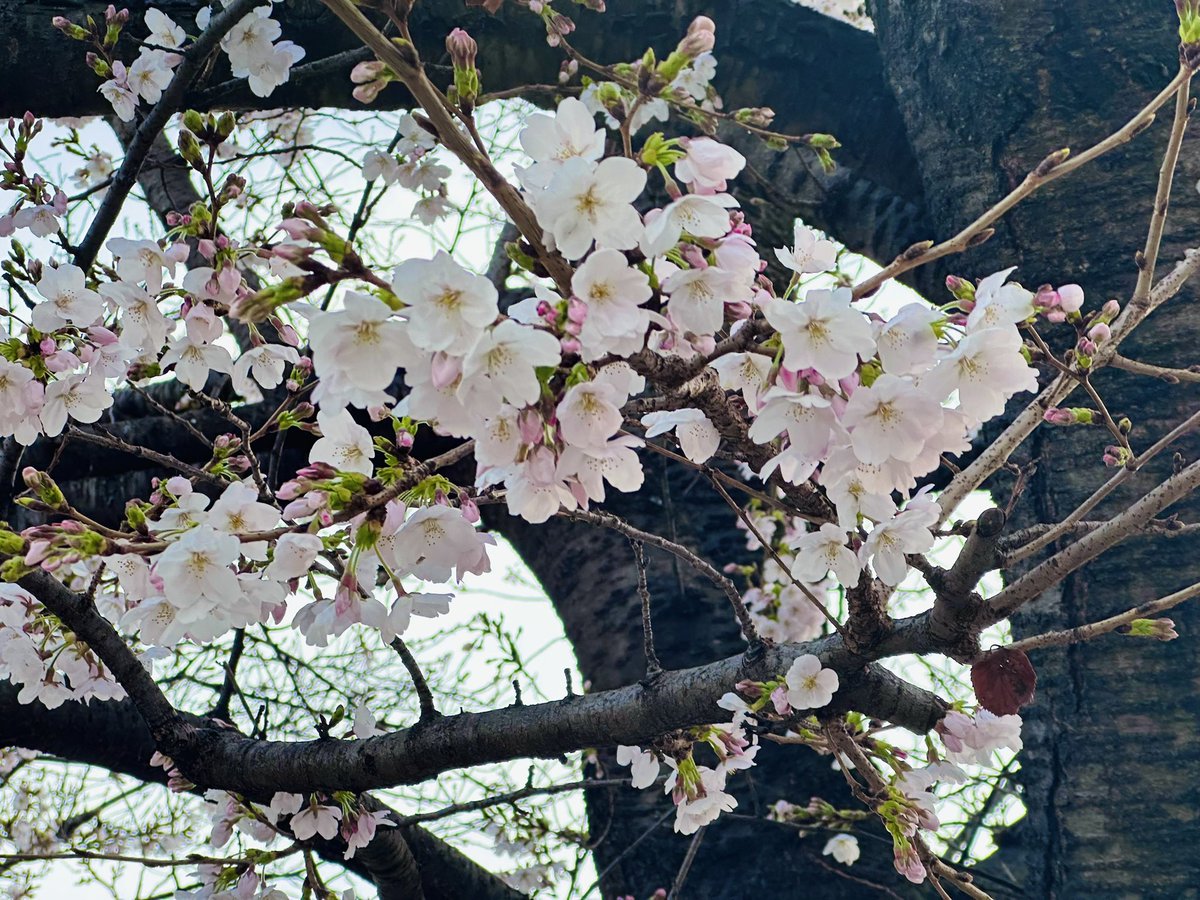 pfKOTA's tweet photo. 更に翌日の今日。リハで田園調布に。

咲きはじめの桜が夕陽に照らされてなかなかに幻想的✨

田園調布はまた来週訪れる予定だけれど、きっと桜は満開になっているだろうなぁ…🤔 https://t.co/os9Uv7DsaI