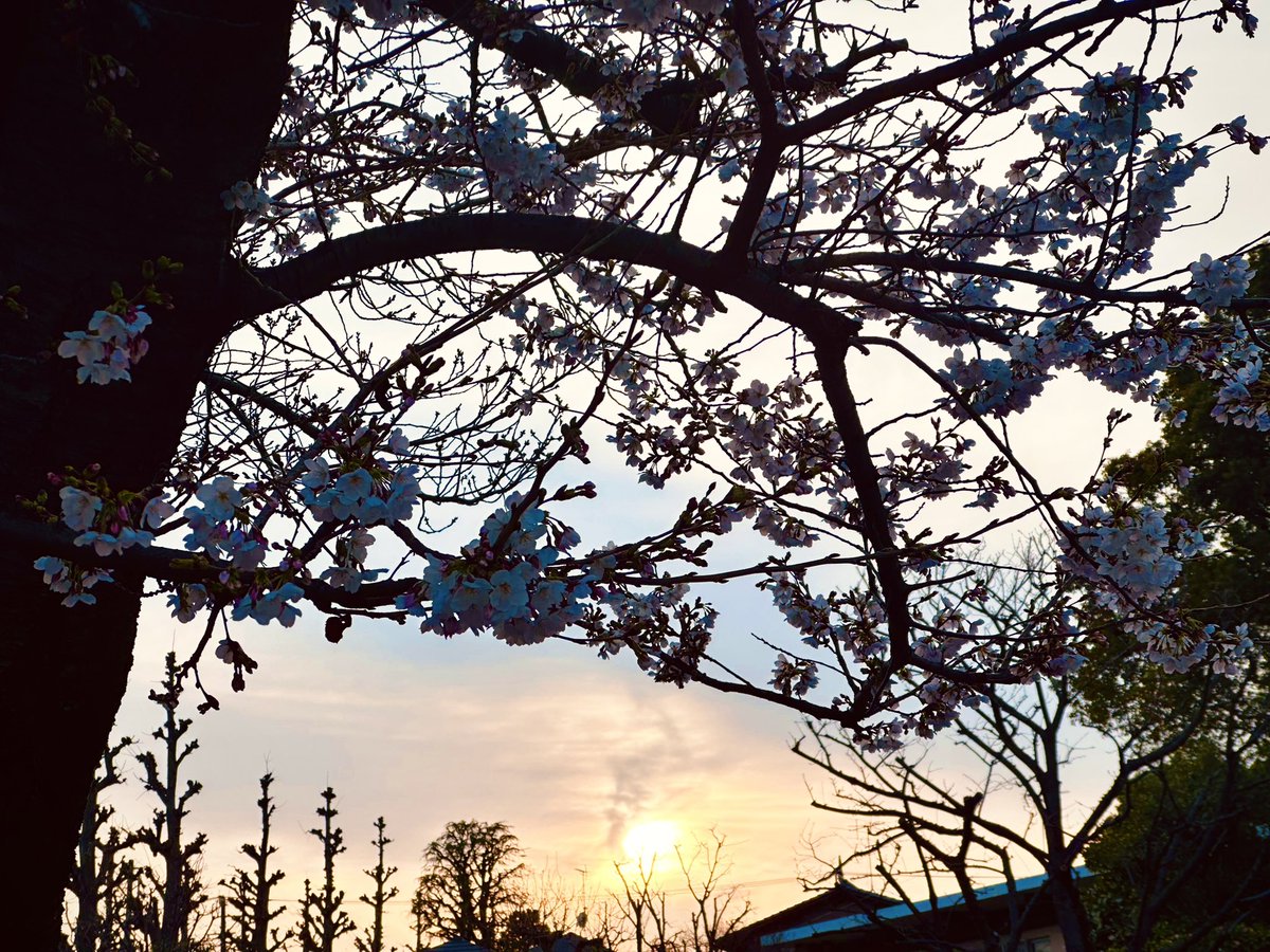 pfKOTA's tweet photo. 更に翌日の今日。リハで田園調布に。

咲きはじめの桜が夕陽に照らされてなかなかに幻想的✨

田園調布はまた来週訪れる予定だけれど、きっと桜は満開になっているだろうなぁ…🤔 https://t.co/os9Uv7DsaI