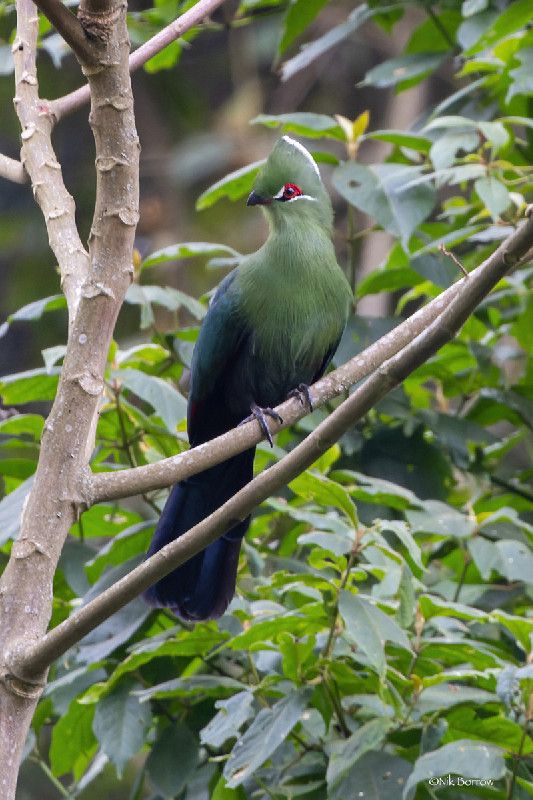 Kibale Forest National Park tweet media