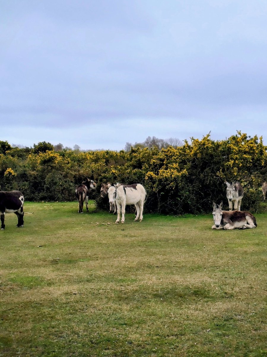 LadyGrace27's tweet image. Fresh air, quiet paths, and the simple joy of a day outdoors...🌿

#tuesdayvibe #OutdoorAdventure #NatureVibes #newforest