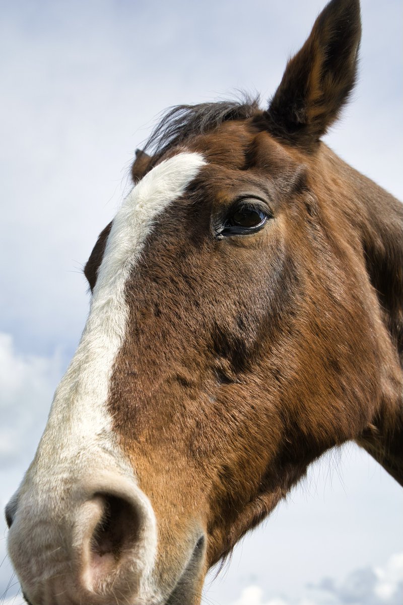 てん🐎ちょ tweet media