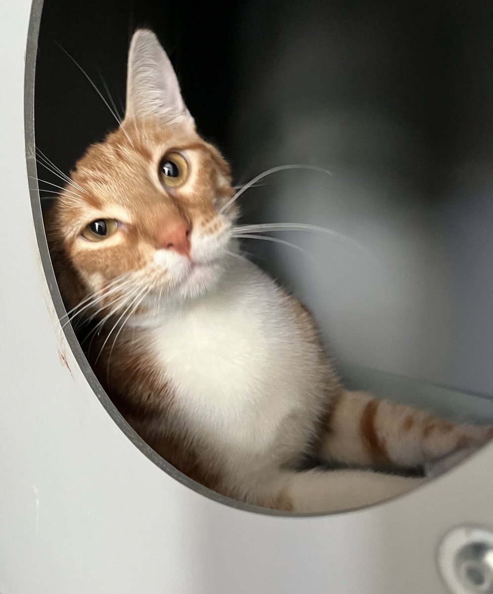 Beyaz Peynir(ama vegan) tweet media