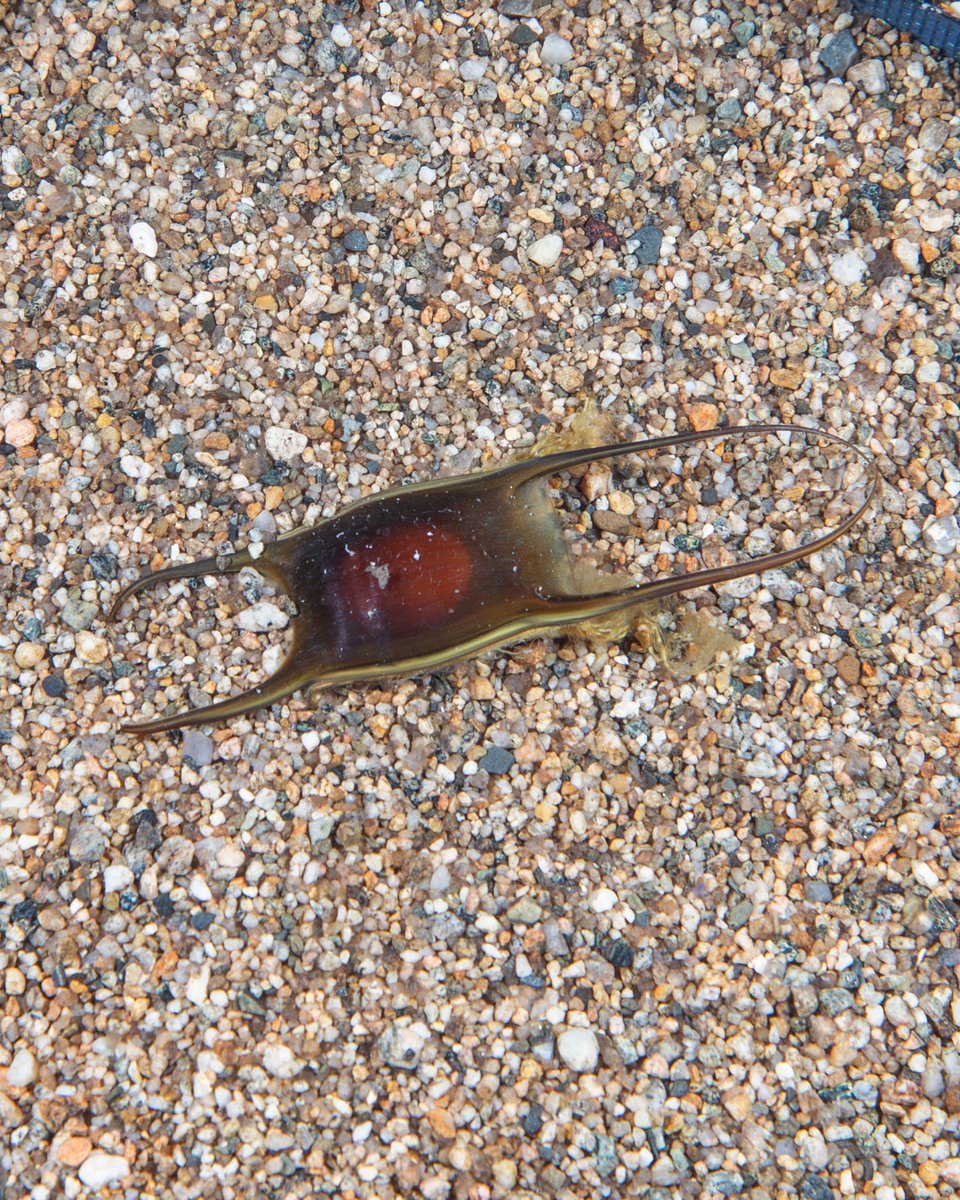 New England Aquarium tweet media