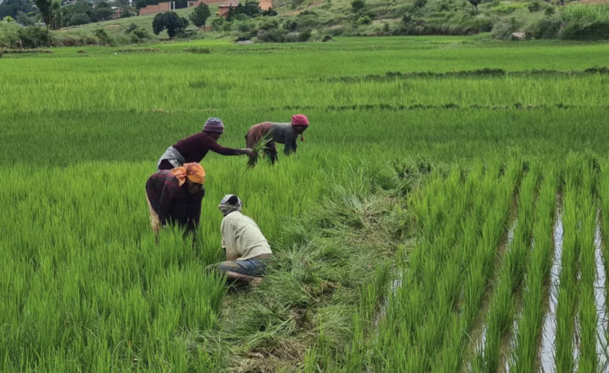 AllAfricafrench's tweet image. Un scandale d’État autour de semences contaminées révélé à #Madagascar allafrica.com/view/group/mai…