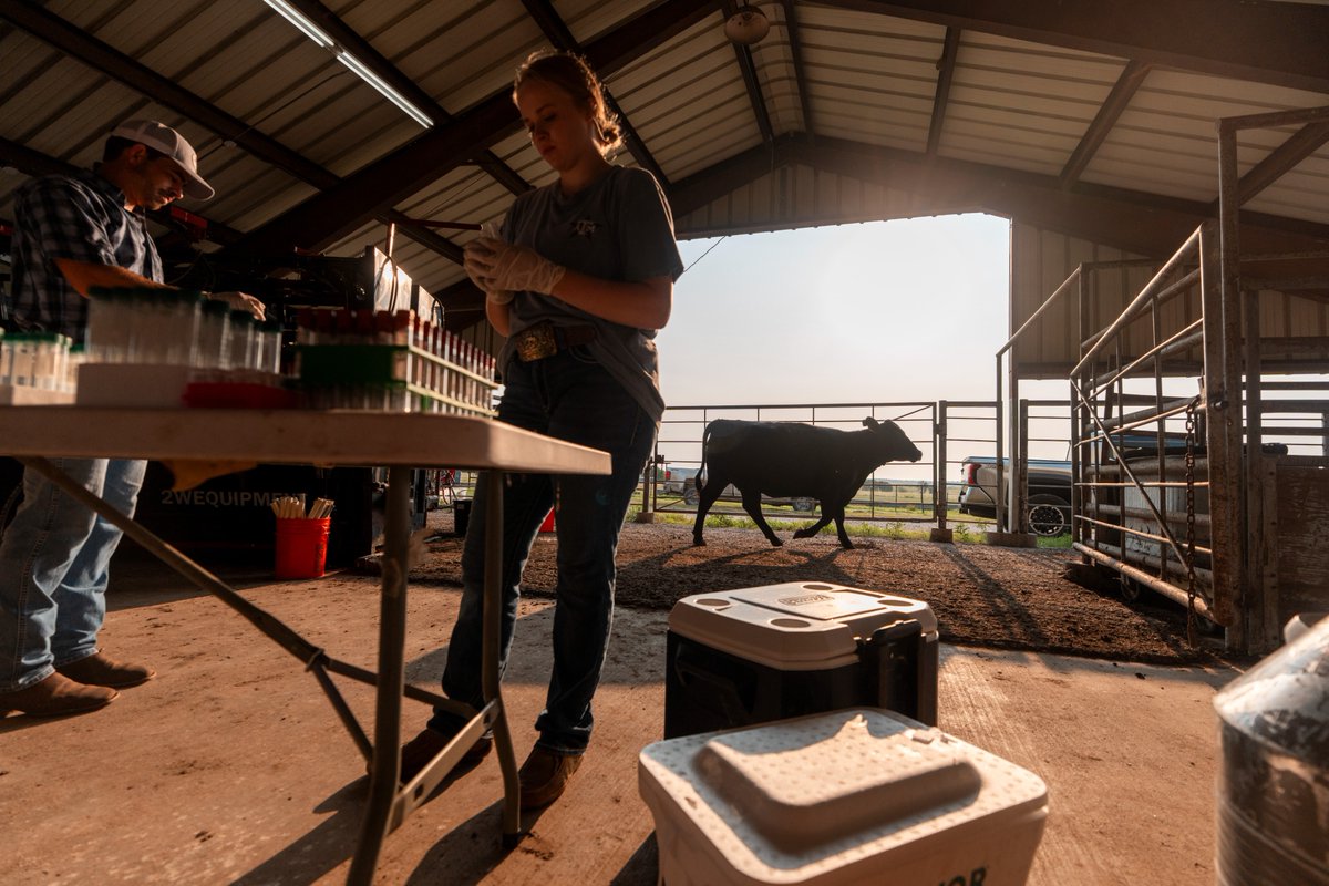 Texas A&M AgriLife tweet media