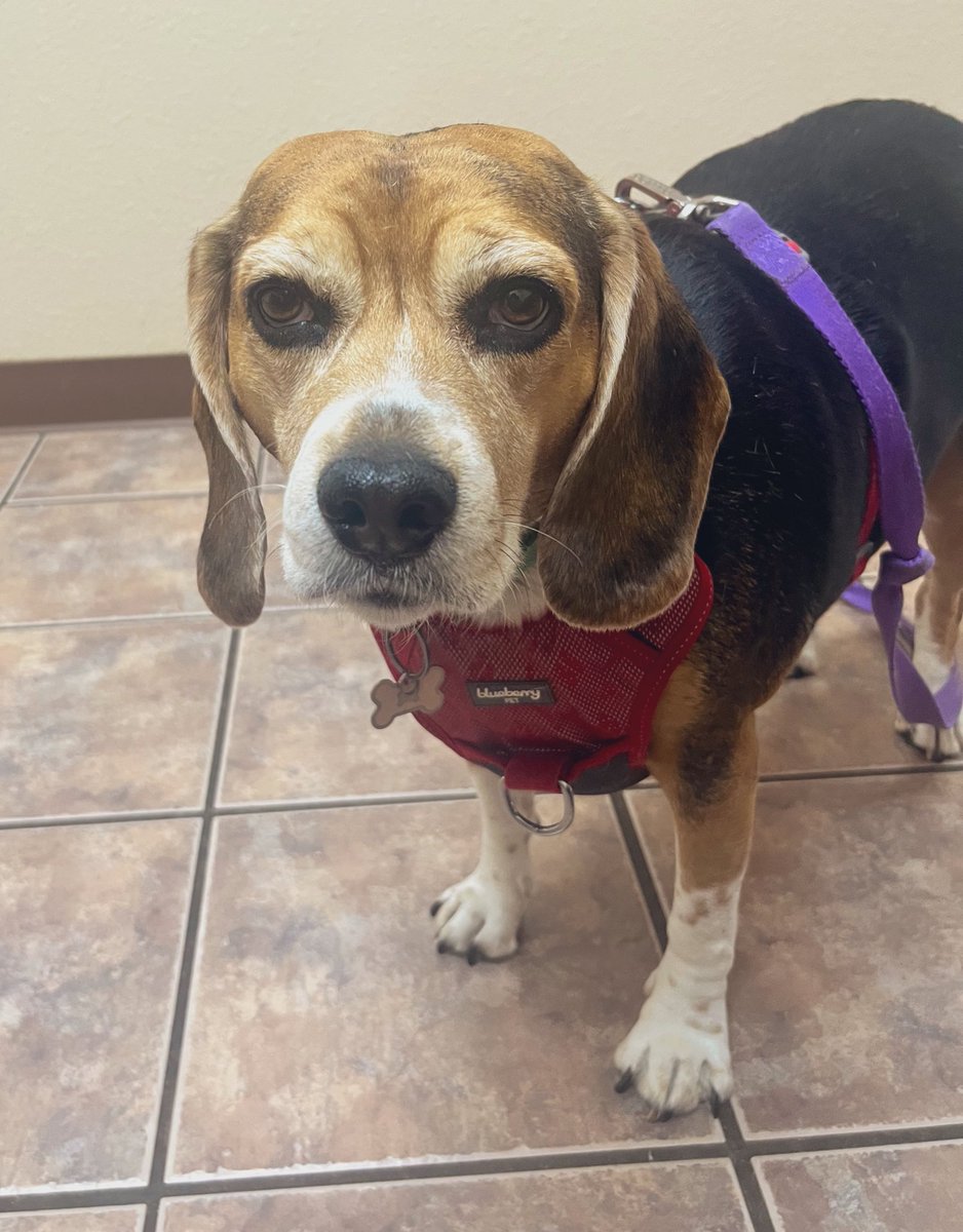 Bella, Mags , Brie and 🌈Bentley 🐞🐞 tweet media