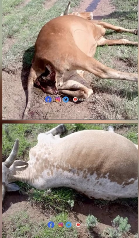 #DRCongo #Minembwe #SlowGenocide

Mahoro Peace Association strongly condemns the relentless and systematic drone attacks targeting civilians in Minembwe.
 
On the evening of Monday, March 23, 2026, a 95-year-old man, Adrien Rudaga, was killed inside his own home in Ilundu.