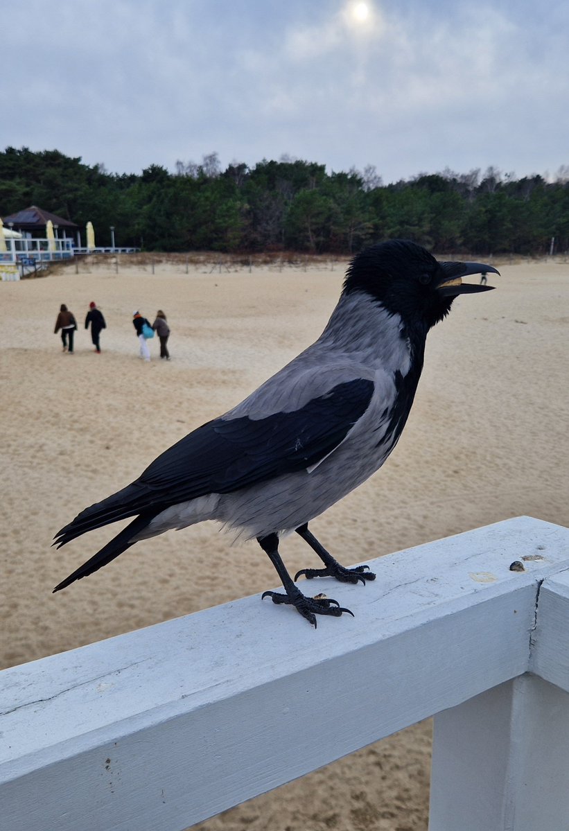 Wronisław Kruczkiewicz tweet media