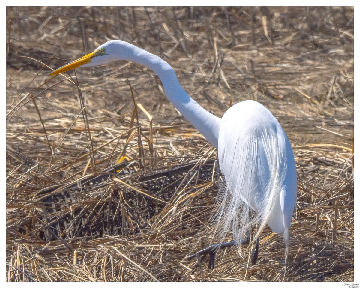 qaextreme's tweet photo. Egret is back at Marine Park Salt Marsh @BirdBrklyn https://t.co/MFobQ1ifRN