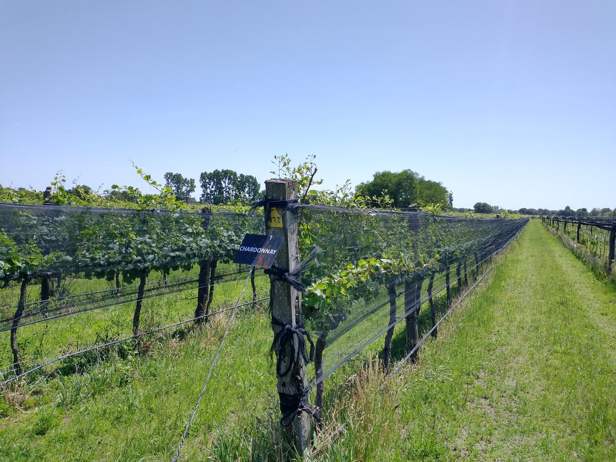 Vinos y Pasiones tweet media