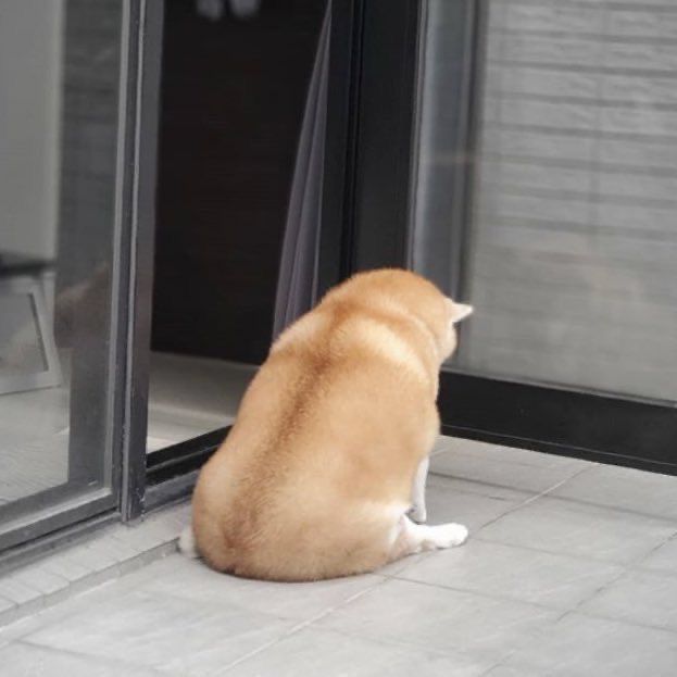 João Rock tweet media