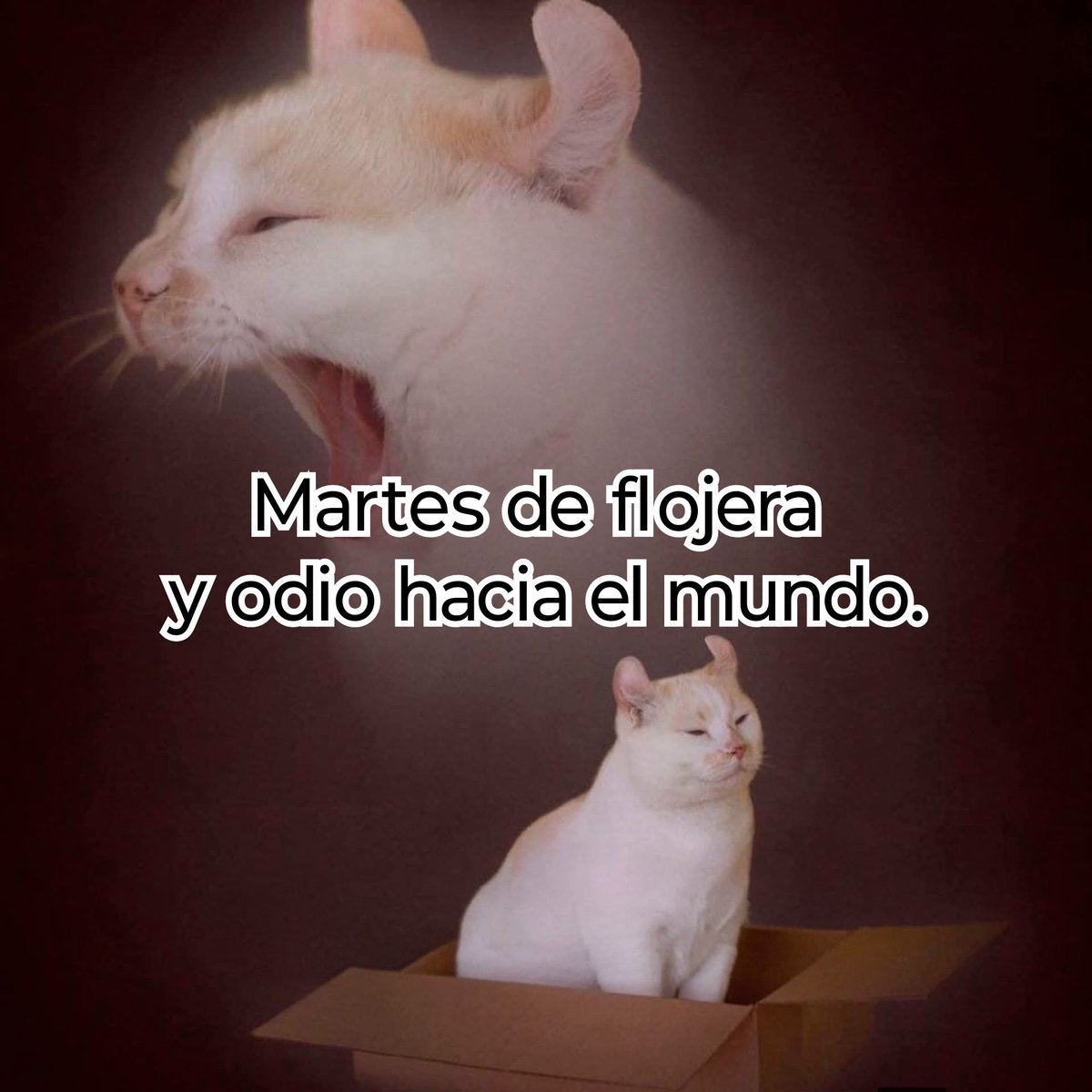 Cap Briagowsky tweet media