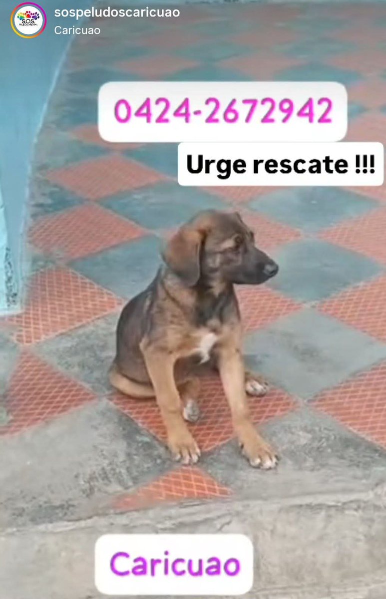 PerroUsuario Wof '•' tweet media