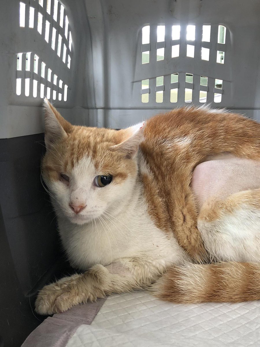 elina mpounia tweet media