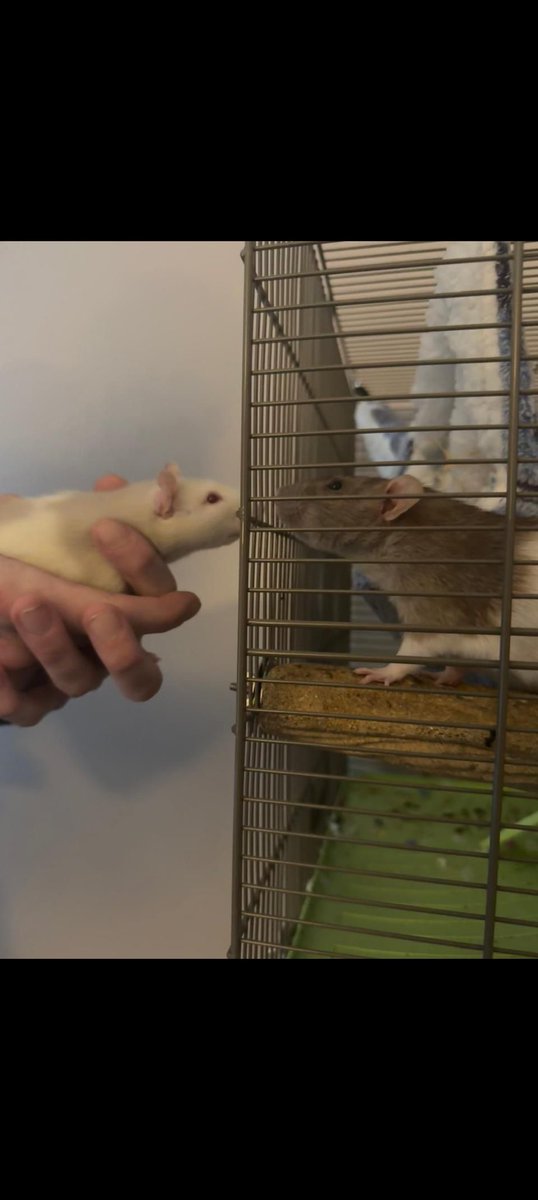 AlexBam1's tweet photo. @kiwithesmol Rat gang unite! The your babies are sooo cute!!! Here's me introducing one of mine to the older girl https://t.co/QKcU8v7UJI