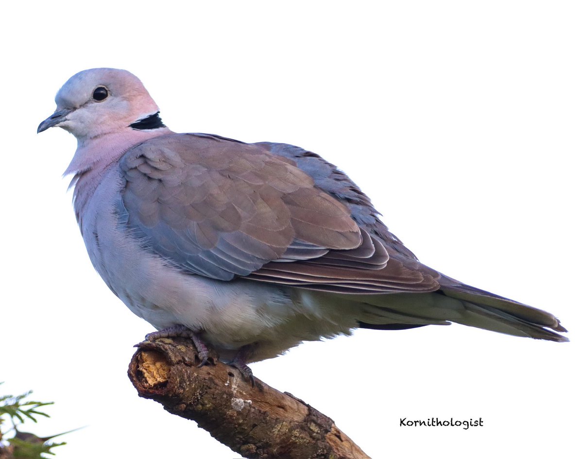 Kenyan Ornithologist-Kenyan Birds tweet media
