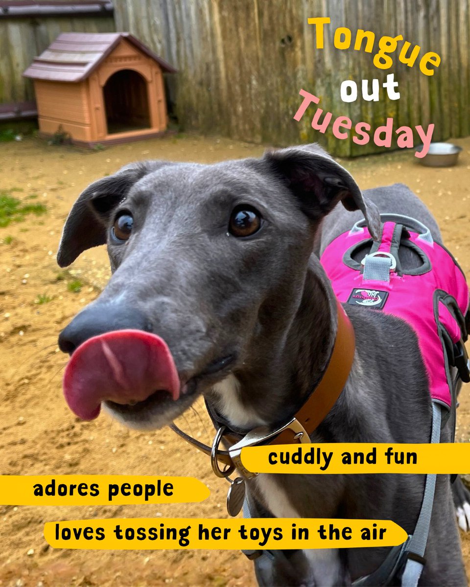 DT_Salisbury's tweet photo. Gorgeous Naomi. Bouncy, friendly and loves to zoom before a fuss and a cuddle ๐พ๐
To adopt a dog like Naomi, visit our website (link in bio) fill out an application and add them to your favourites to start the process.
#ZoomieGirl #DogsAreForLife #DogsTrust #DogsTrustSalisbury https://t.co/HOwJEU9kpE