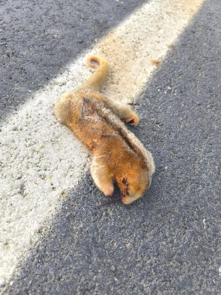 DenunciasAntio2's tweet photo. #Antioquia/ Este fin de semana se presentó un evento de atropellamiento de un ocelote (Leopardus pardalis) en la nueva autopista rio Magdalena. La comunidad de Yalí viene desde hace un año haciendo peticiones a @Corantioquia, la ANLA y la ANI y hemos sido ignorados por completo. Hemos avisado sobre los riesgos que se omitieron en el estudio de impacto ambiental y no hemos tenido respuestas claras sobre qué harán