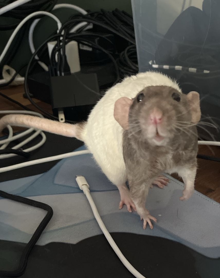 Moemi 🐀 💢【 𝗯𝗥𝗮𝘁 𝗩𝗧𝗨𝗕𝗘𝗥 】 tweet media