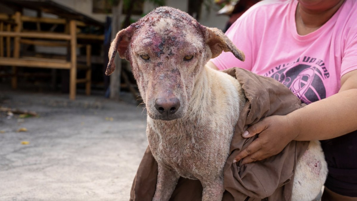 Happy Doggo tweet media