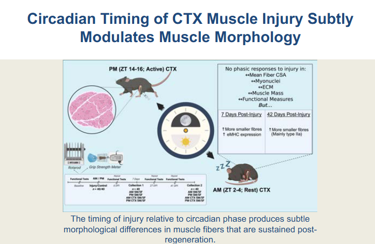 AJP-Cell Physiology tweet media