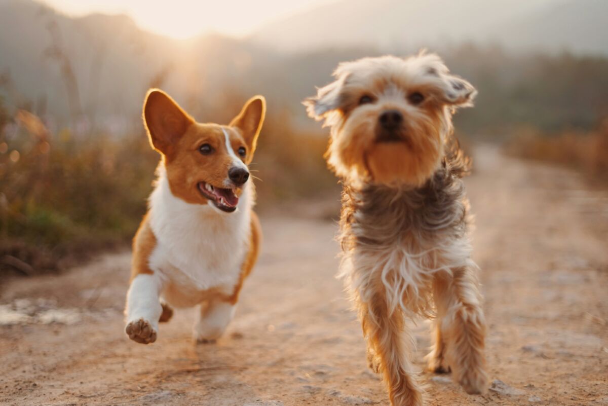 Vetitude's tweet image. 🐶👩‍🎓 A Strasbourg, les #chiens pour lutter contre le stress des #étudiants

ow.ly/kq8850YxXOY